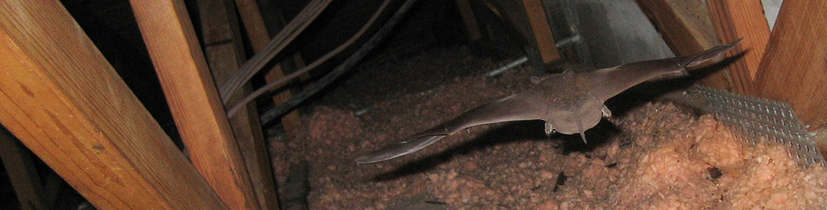 Bats in the Attic