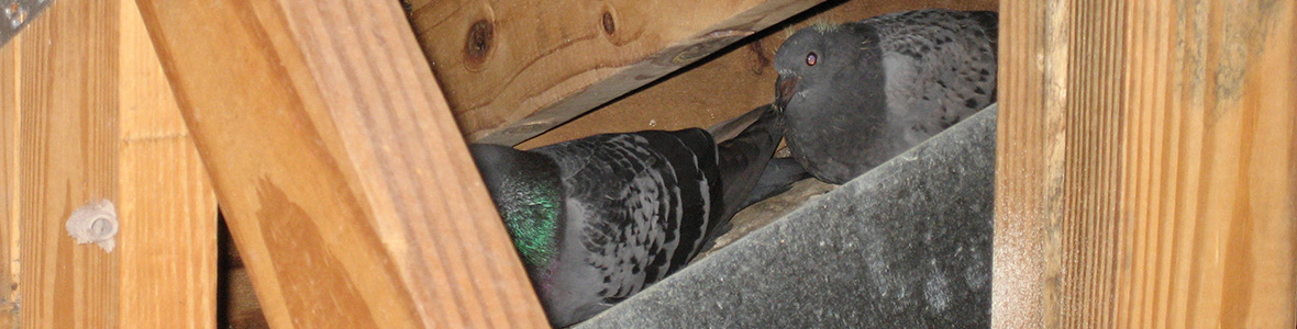 Birds in the Attic