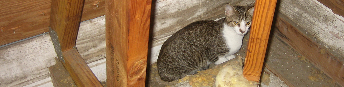 Stray Cats in the Attic