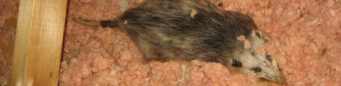 Dead Animals in the Attic