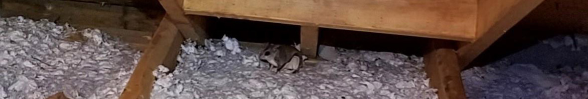 Flying Squirrel Poop