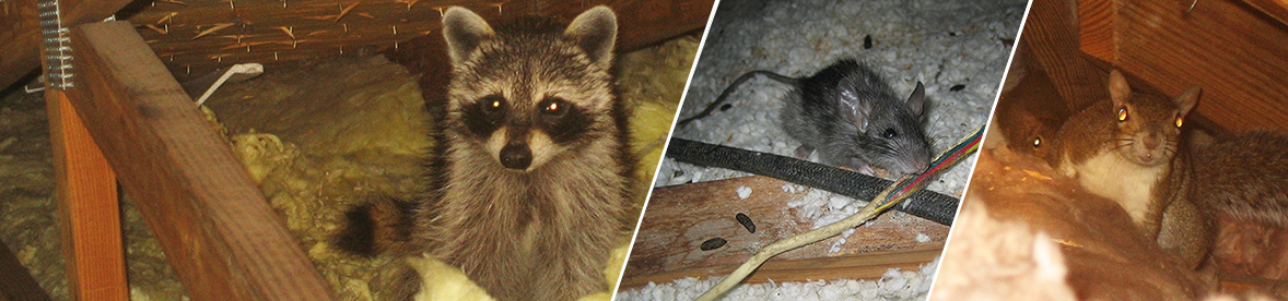 Animals in the Attic