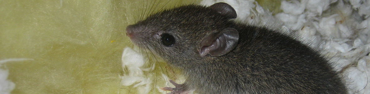 Mice in the Attic