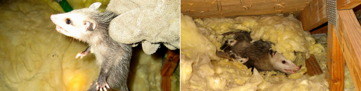 Possums in the Attic
