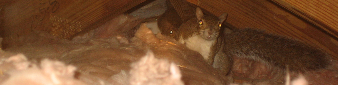 Squirrels in the Attic